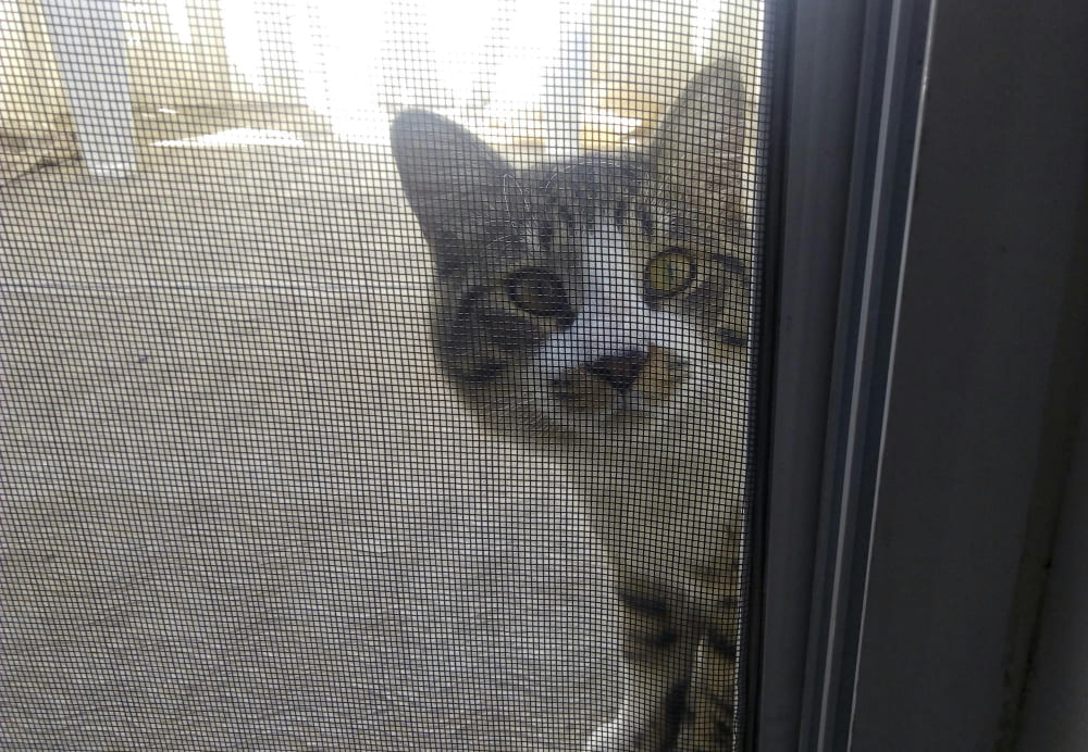 zanzariera con gattaiola