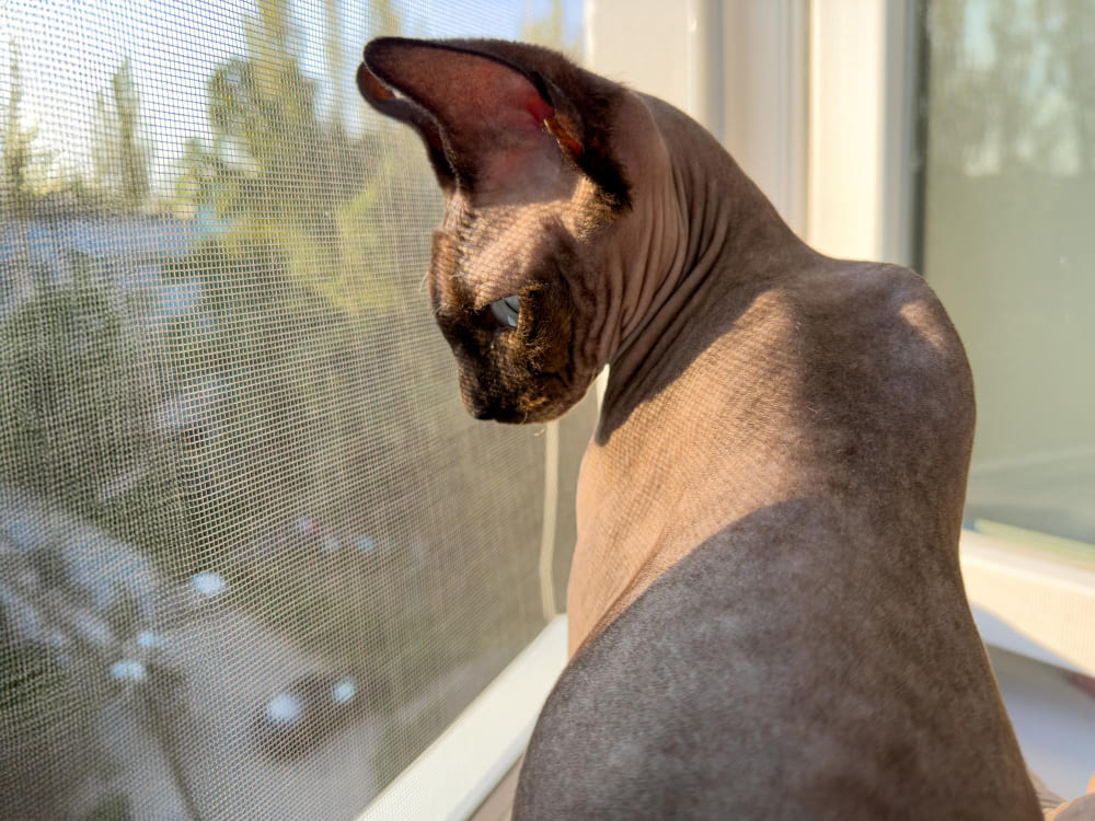 zanzariere pet screen